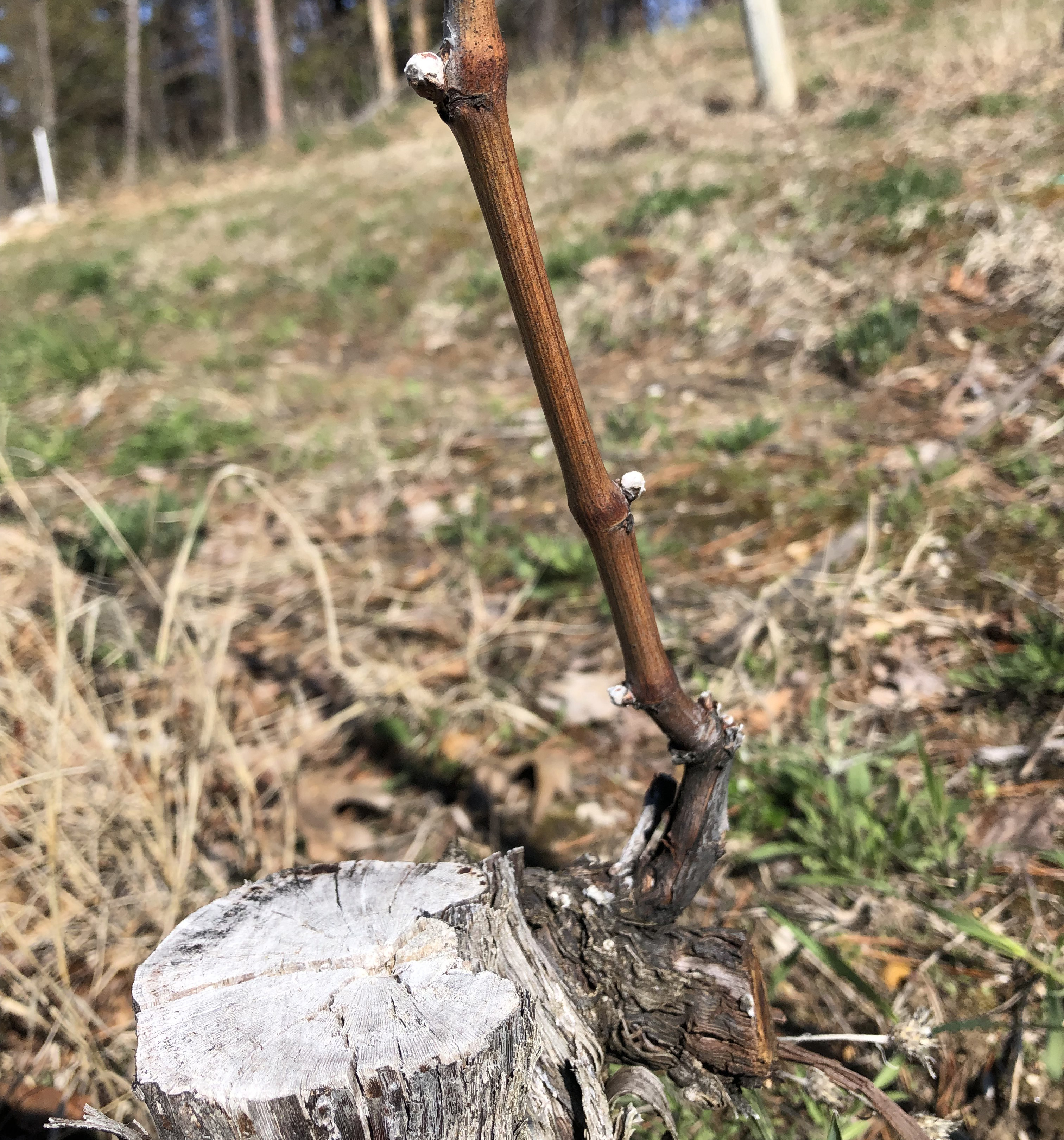 Close up of severely damaged Cabernet franc